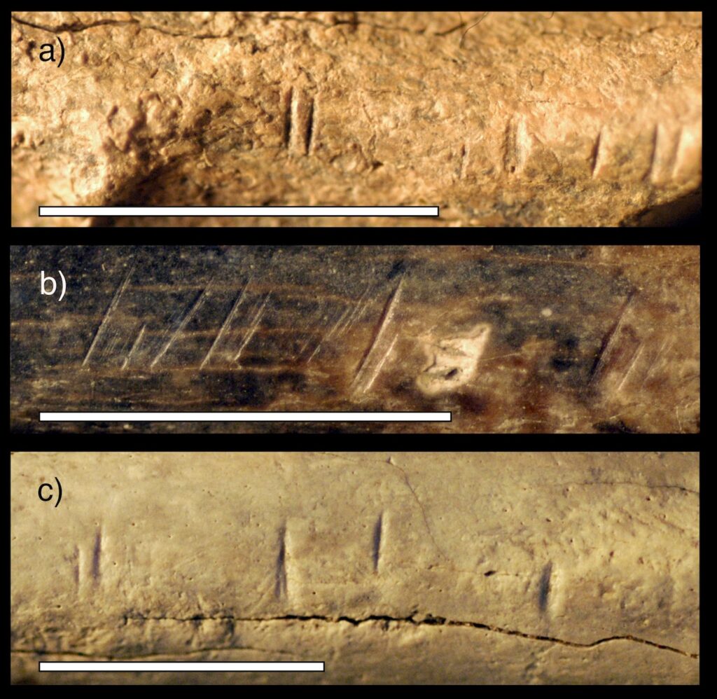 Deadly, potentially fatal signs found on the bones of an ancient human relative