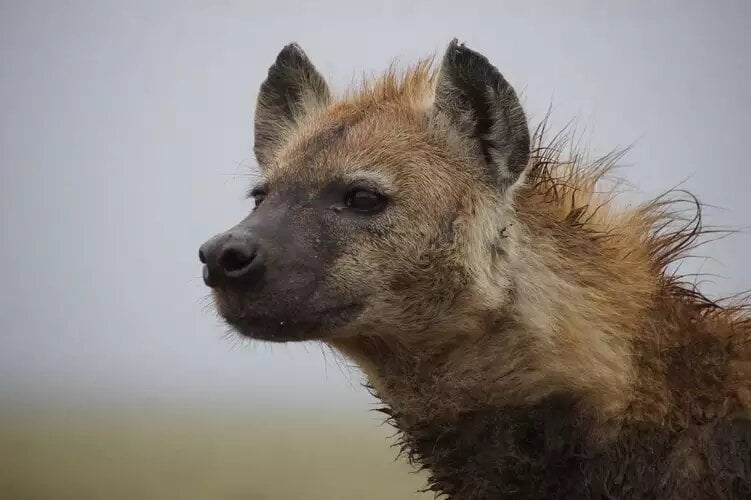 Hyenas take energy from their mothers, but it's the privilege that pays off the most, a 30-year-old study has found