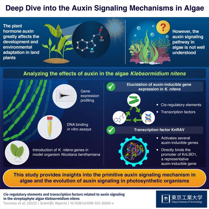 A Deeper Insight into Auxin Signaling Mechanisms in Algae