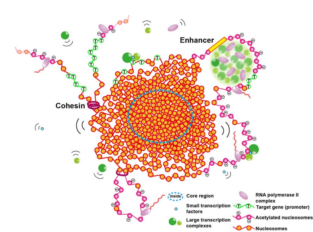 The group presents a new perspective on euchromatin in the cell