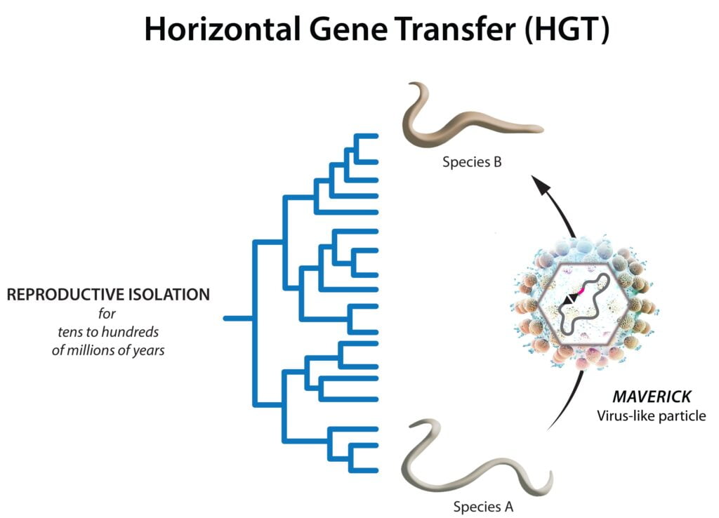 Transposons like viruses cross the color barrier, study shows