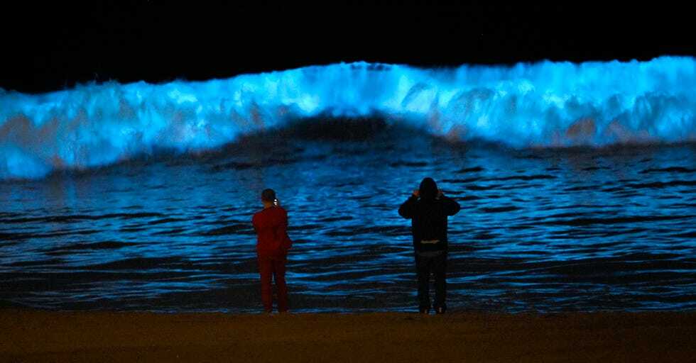 Spectators watch as bioluminescent plankton light up the shoreline as they are washed up by waves at Dockweiler State Beach during the coronavirus outbreak, Wednesday, April 29, 2020, in Los Angeles, Calif.  (AP Photo/Mark J. Terrill)