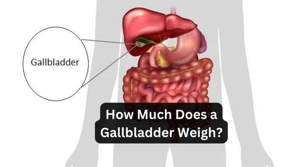 How Much Does a Gallbladder Weigh Featured Image